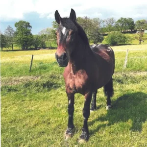 Kenzo - Elia Brunclaire - Artiste Peintre Equestre